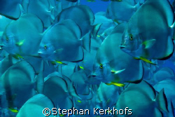 A wall of spade (bat)  fish - platax orbicularis - taken ... by Stephan Kerkhofs 